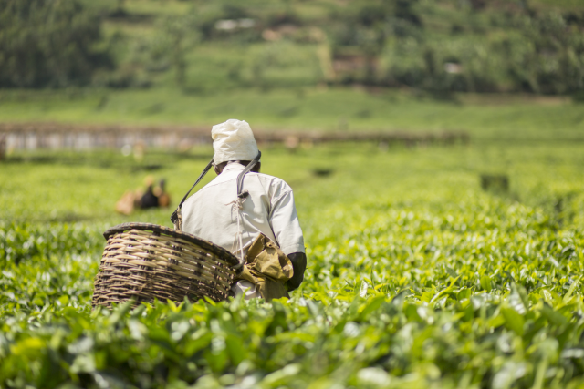 © Tea farmer - Tigo Rwanda