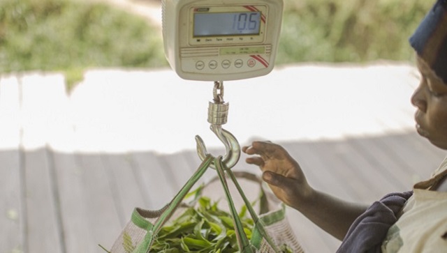 ©Tigo Rwanda connects tea farmers - July 2016.